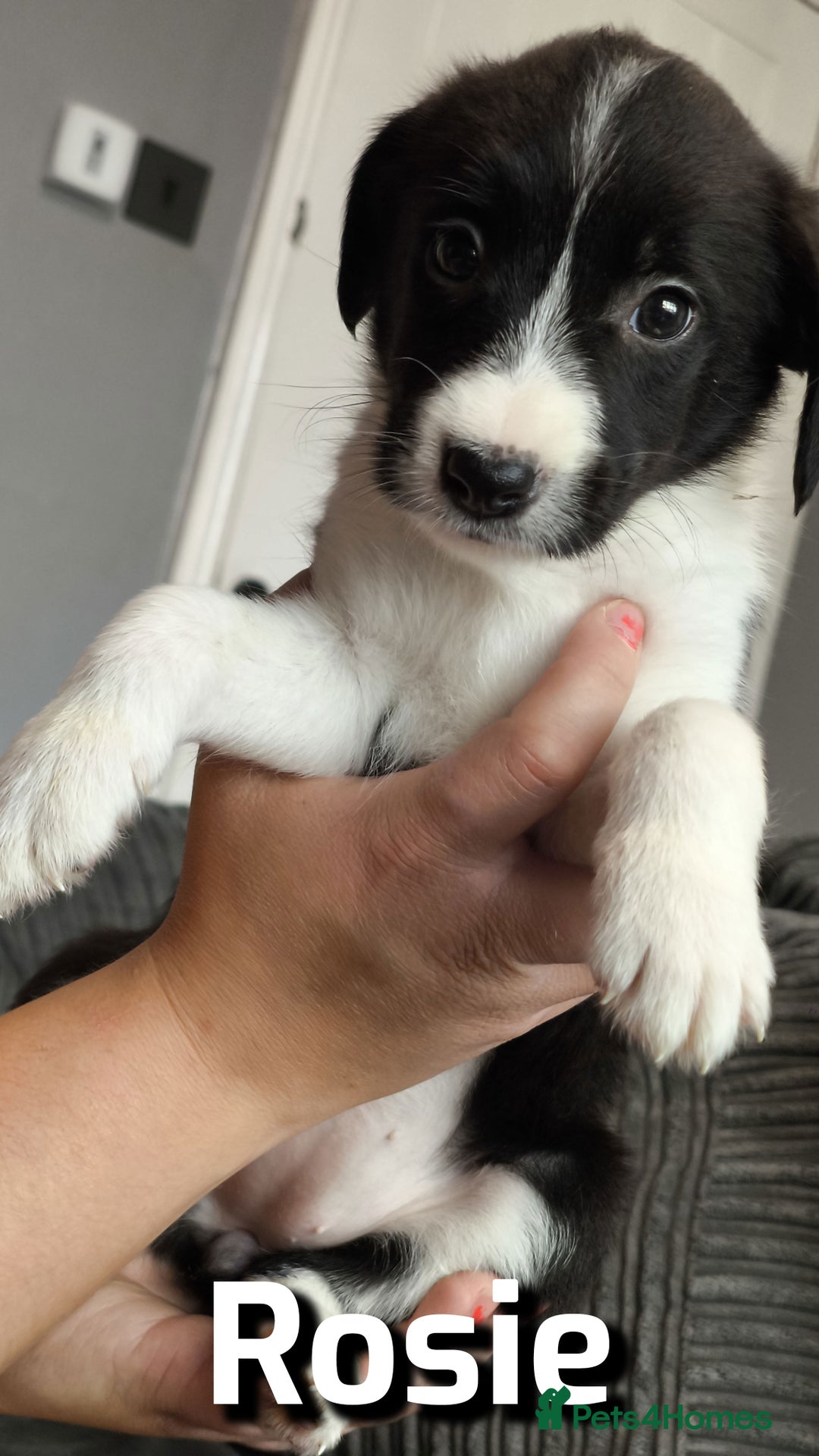 Border Collie dogs for sale: Purebred Border Collie Puppies Tri Intelligent - Image 14