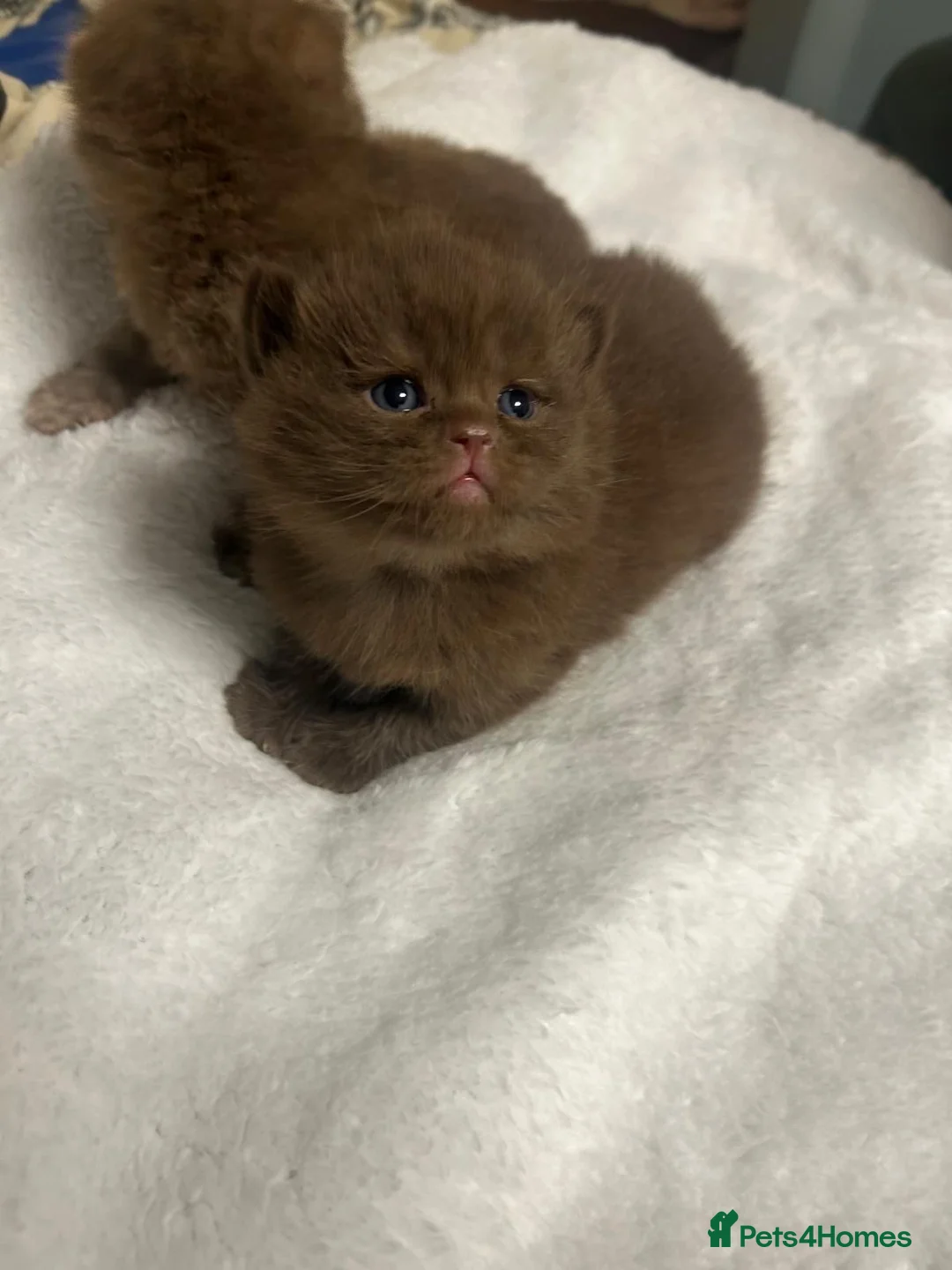 British Shorthair cats for sale: GCCF BRITISH SHORTHAIRS ALL RESERVED - Advert 26