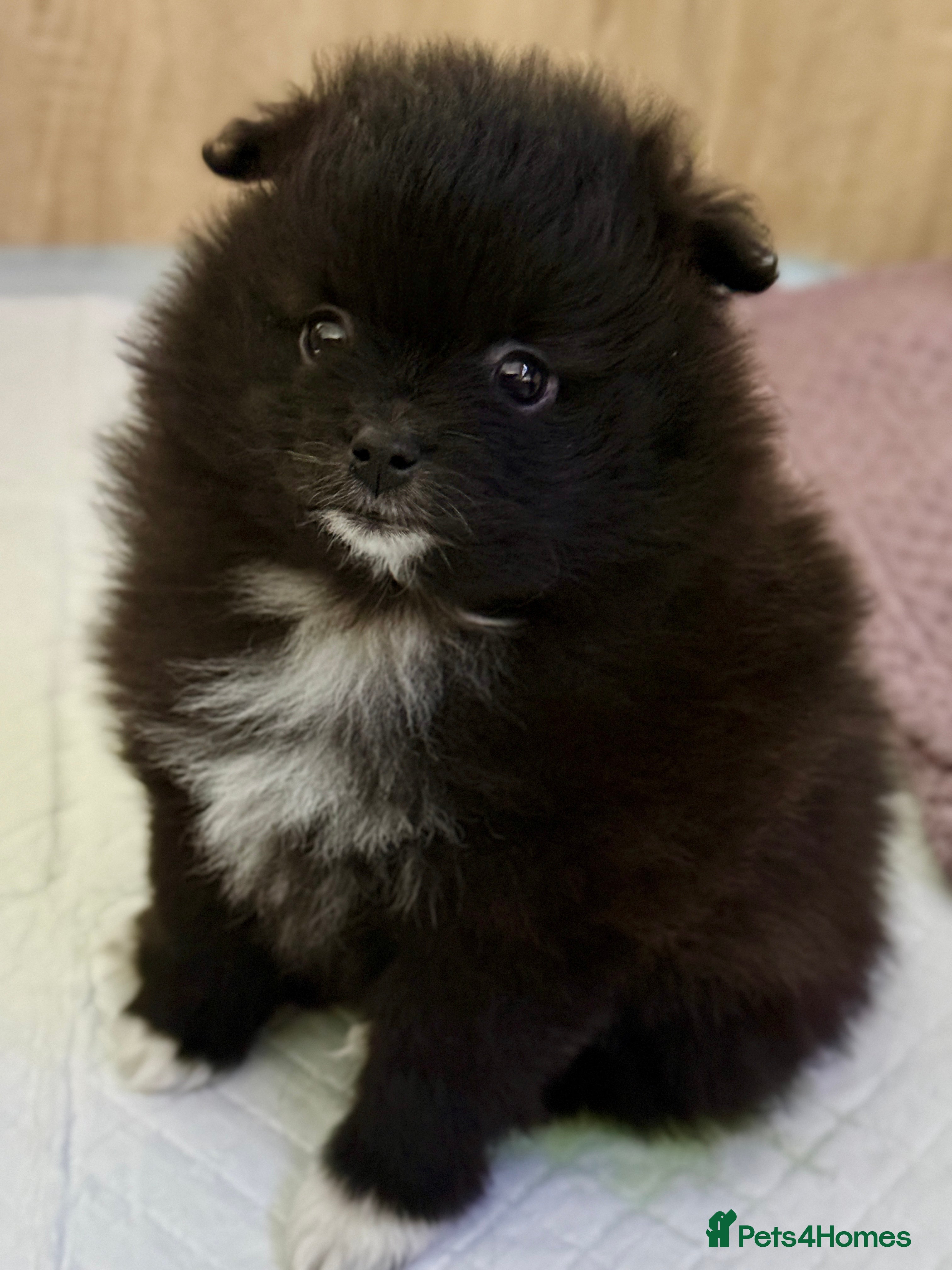 Pomeranian dogs Adorable Pomeranian puppies - ready by January 27! - Advert 5