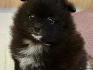 Pomeranian dogs Gorgeous Pomeranian puppy - ready by January 27! - Advert 8