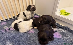 Cocker Spaniel dogs for sale: Working cocker spaniels  - Image 10