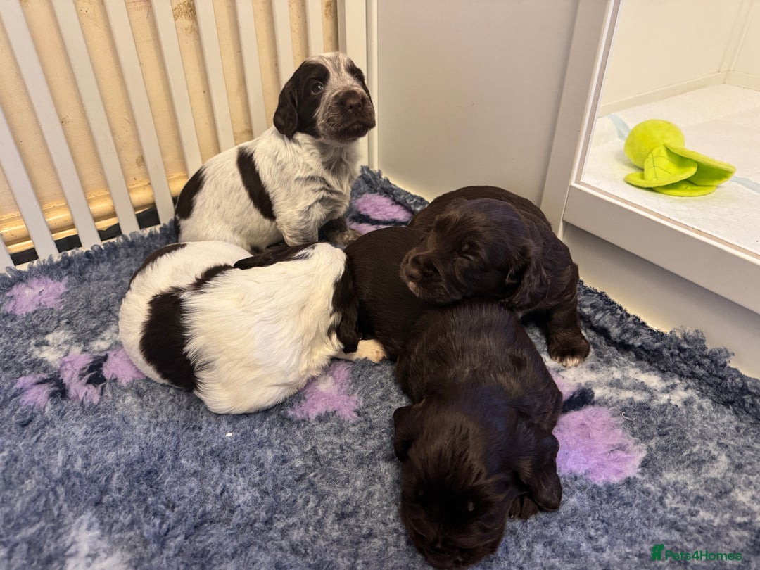 Cocker Spaniel dogs for sale: Working cocker spaniels  - Image 10