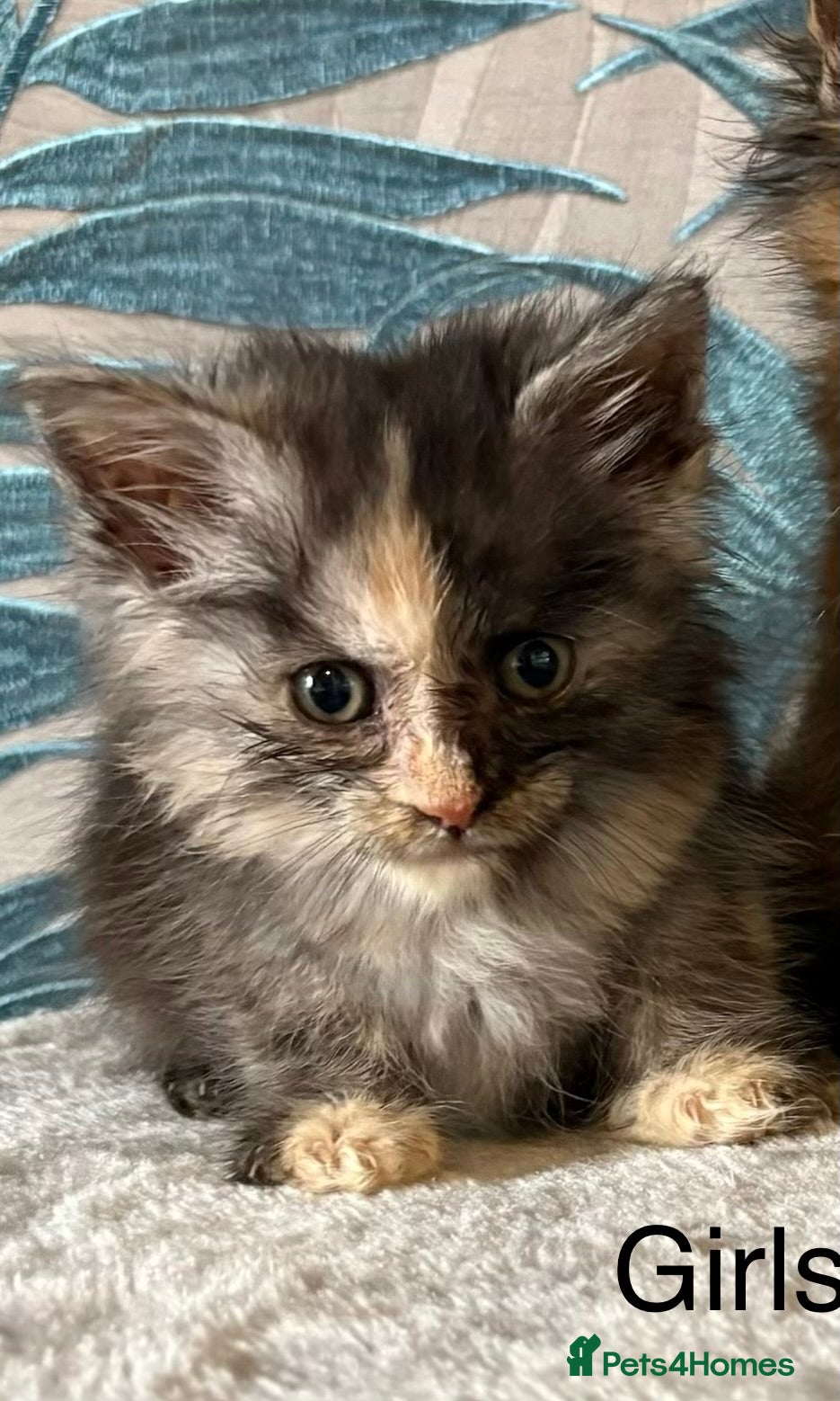 Maine Coon cats  Gorgeous Maincoon kittens  - Advert 16