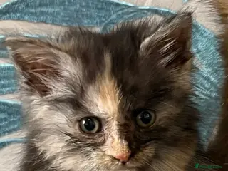 Maine Coon cats Gorgeous Maincoon kittens - Advert 16