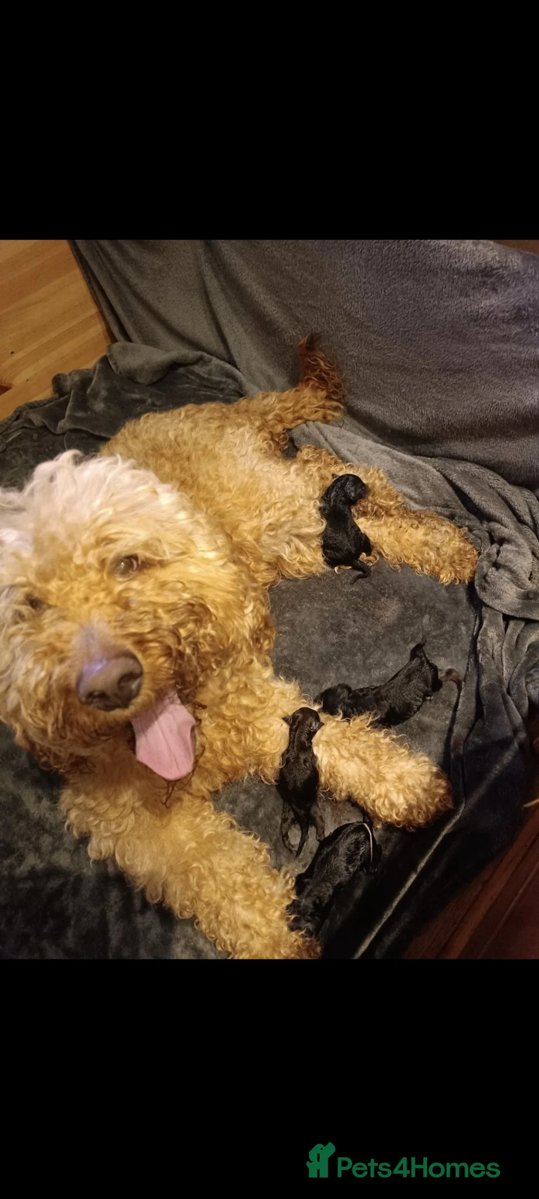 Labradoodle dogs for sale: Stunning F2 Labradoodle pups... Available soon - Advert 1