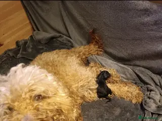 Labradoodle dogs Stunning F2 Labradoodle pups... Available soon - Advert 1
