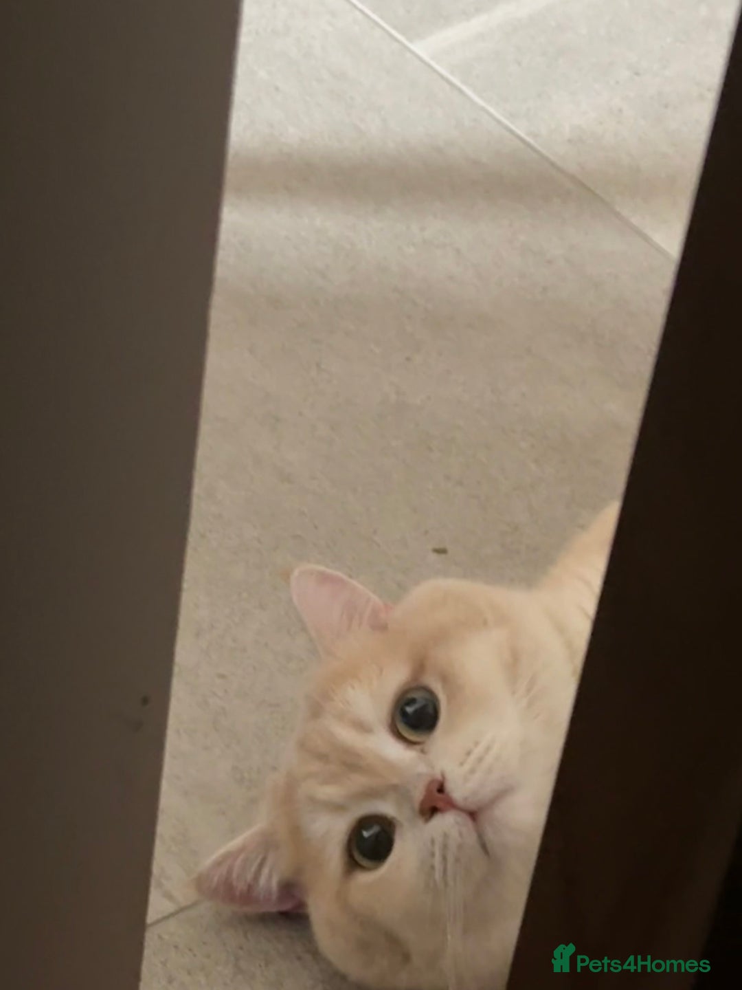 British Shorthair cats for sale: Sweetest 2 British shorthair boys seekingto rehome - Advert 9