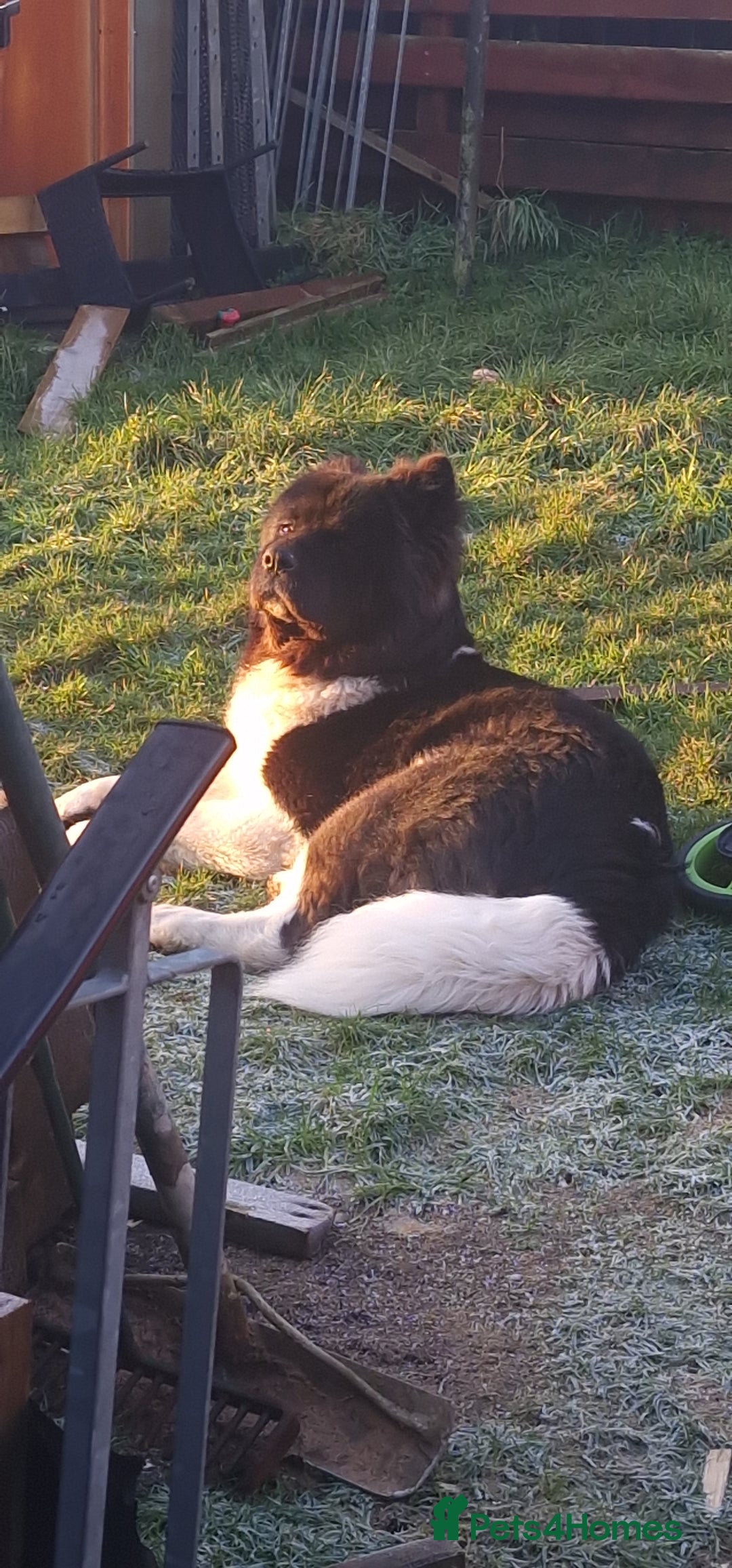 Mixed Breed dogs for sale: Chunky Akita/Huskita mix puppies - Advert 3