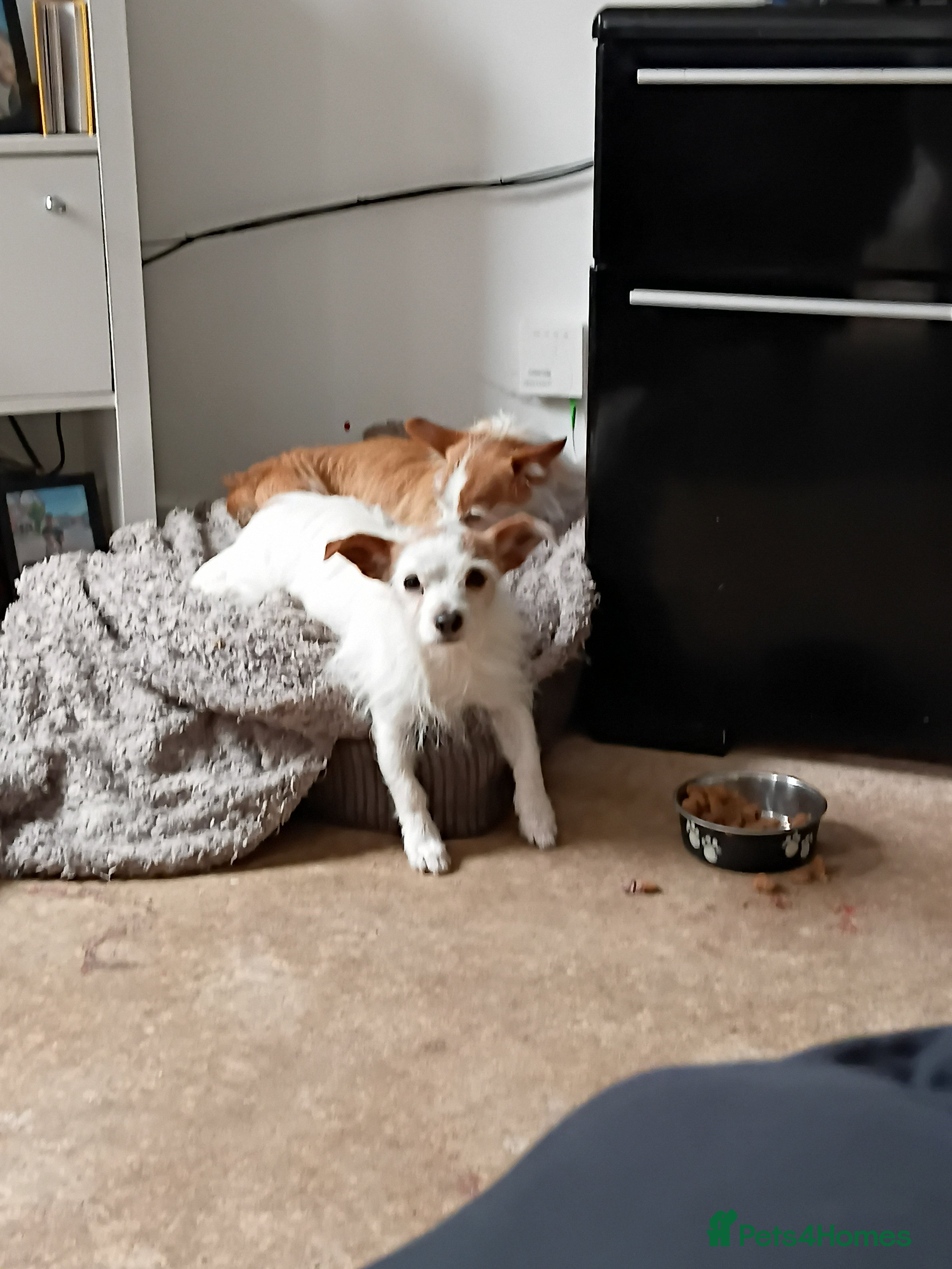 Mixed Breed dogs Two Chihuahua jack russel sisters need a new home - Advert 2