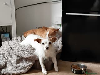 Mixed Breed dogs Two Chihuahua jack russel sisters need a new home - Advert 4