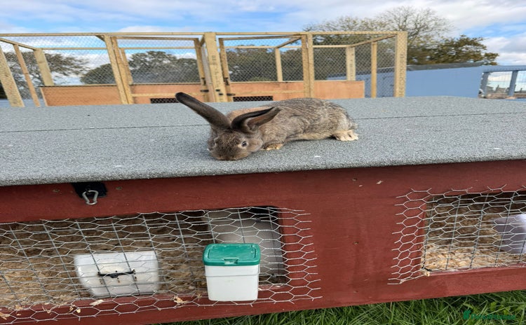 Continental Giant rabbits Continental Giant Rabbits  - Advert 2