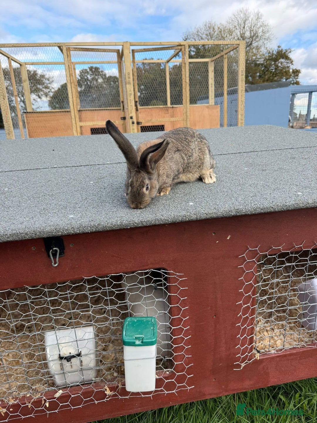 Continental Giant rabbits for sale: Continental Giant Rabbits  - Advert 1