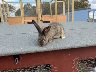 Continental Giant rabbits Continental Giant Rabbits - Advert 2