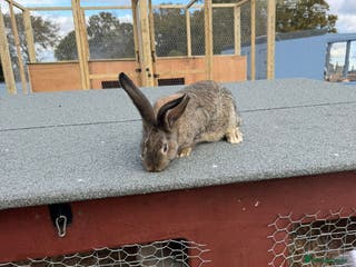 Continental Giant rabbits Continental Giant Rabbits - Advert 22