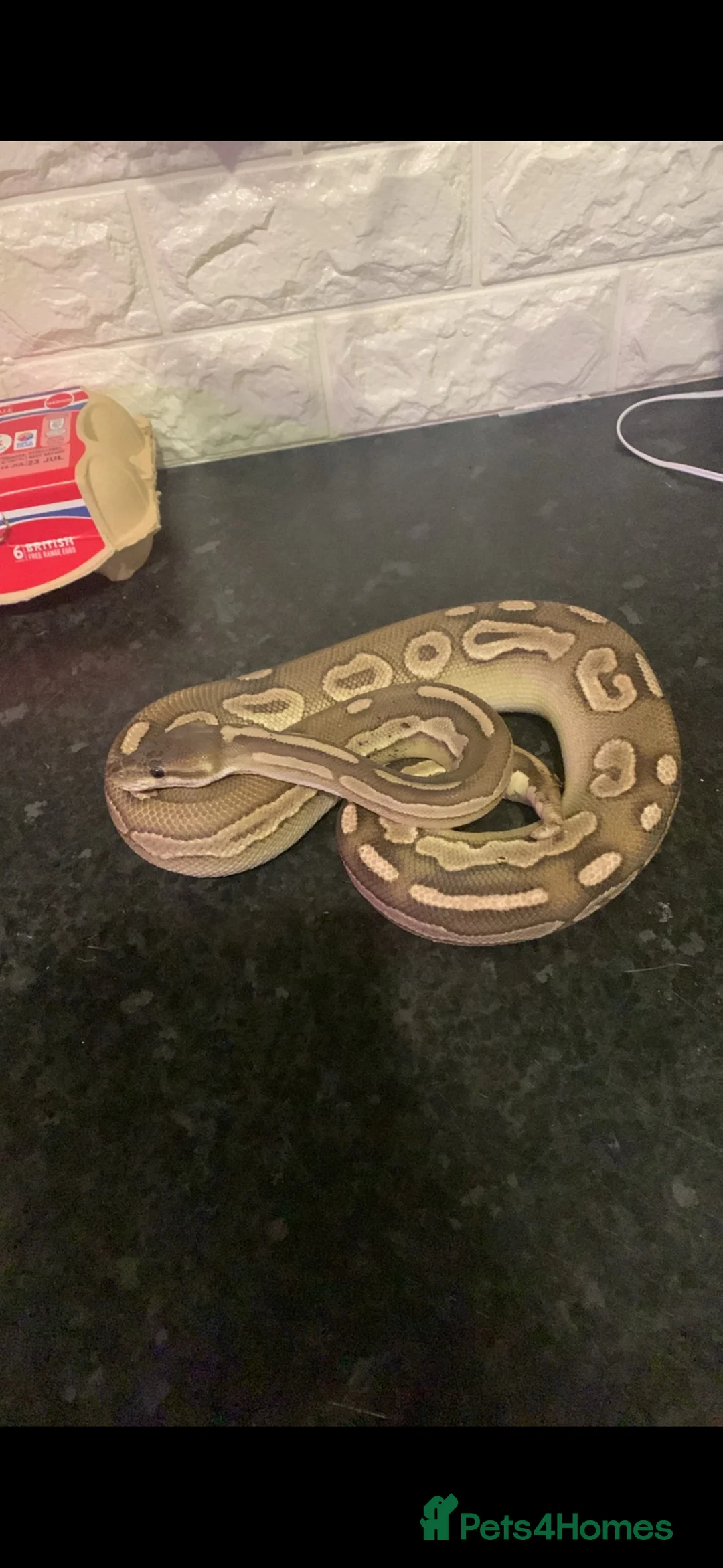 Snake reptiles for sale: Ball python & viv in Saint Helens - Advert 1
