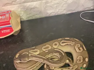 Snake reptiles Ball python & viv - Advert 3