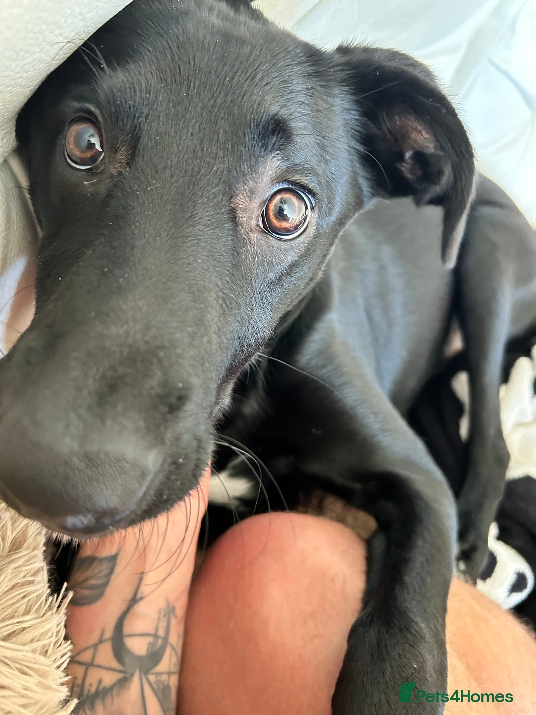 Borador dogs for sale: Labrador/Border Collie Puppy - Advert 5