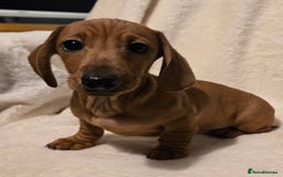 Miniature Dachshund dogs for sale: Ready Now super litter of Dashund puppies - Image 6