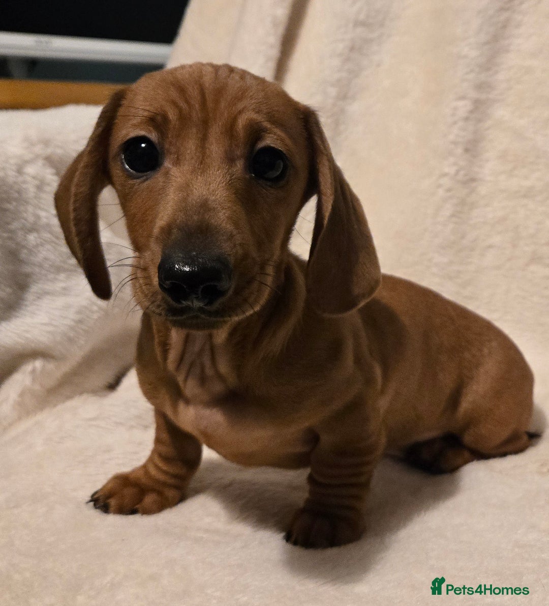Miniature Dachshund dogs for sale: Ready Now super litter of Dashund puppies - Image 6