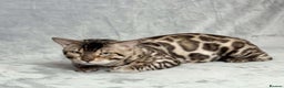 Bengal cats for sale: Exceptional Seal Sepia Bengal Queen  - Advert 22