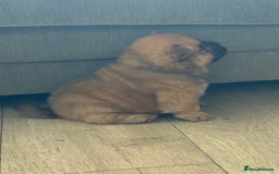 Chow Chow dogs for sale: Quality chow chow pups - Image 31
