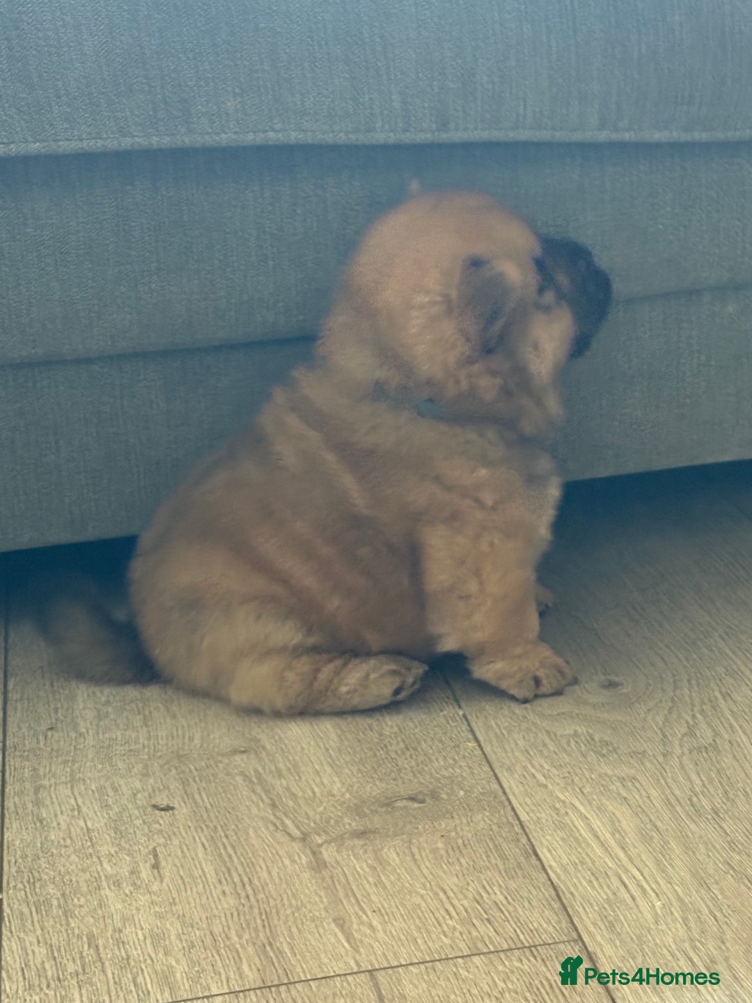 Chow Chow dogs for sale: Quality chow chow pups - Image 31