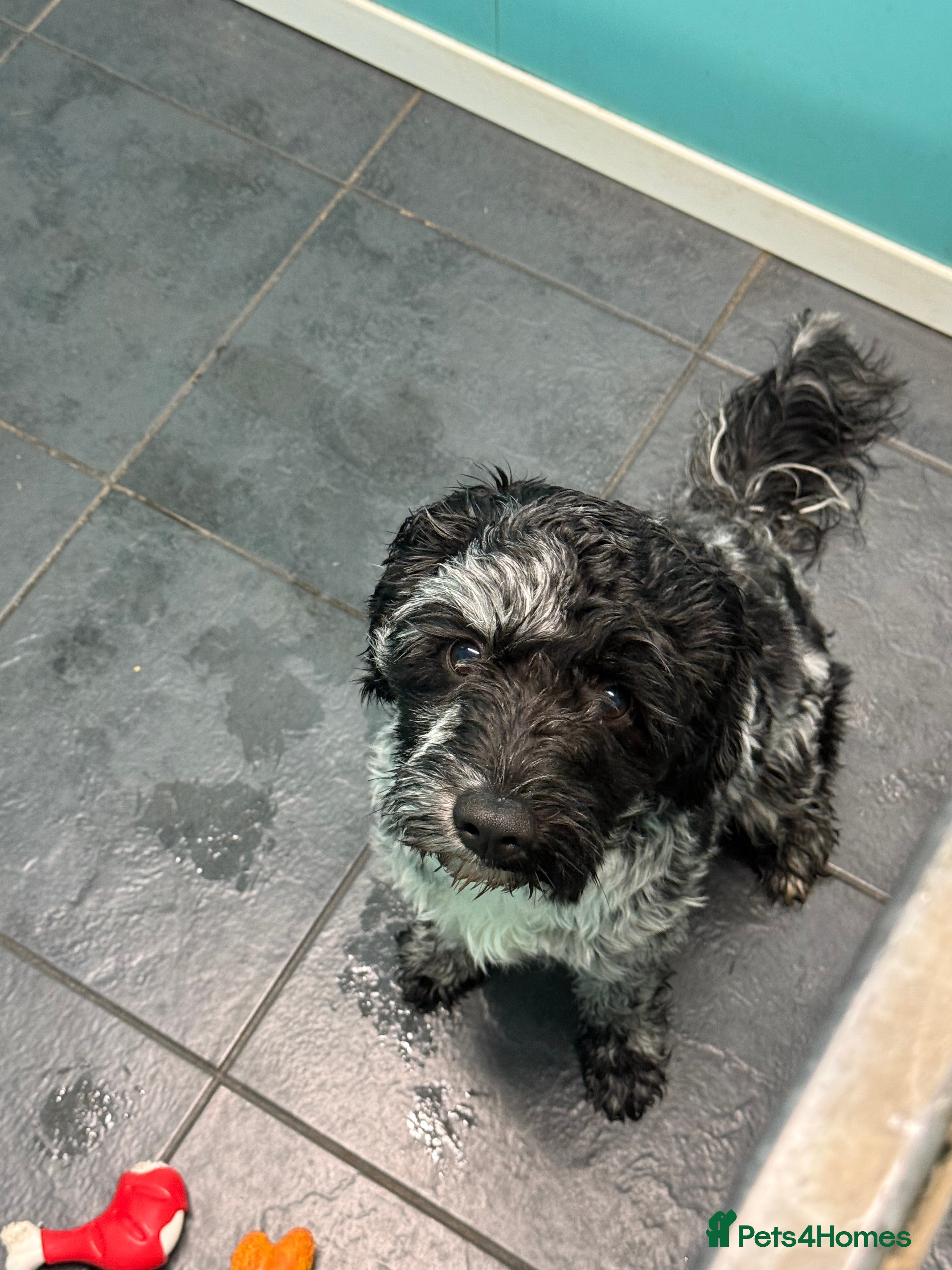 Cavapoo dogs Blue Merle Male Cavapoo - Advert 3