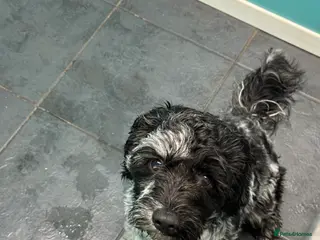 Cavapoo dogs Blue Merle Male Cavapoo - Advert 3