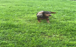 Mixed Breed dogs for sale: Dachshund cross Yorkshire terrier female  - Image 3