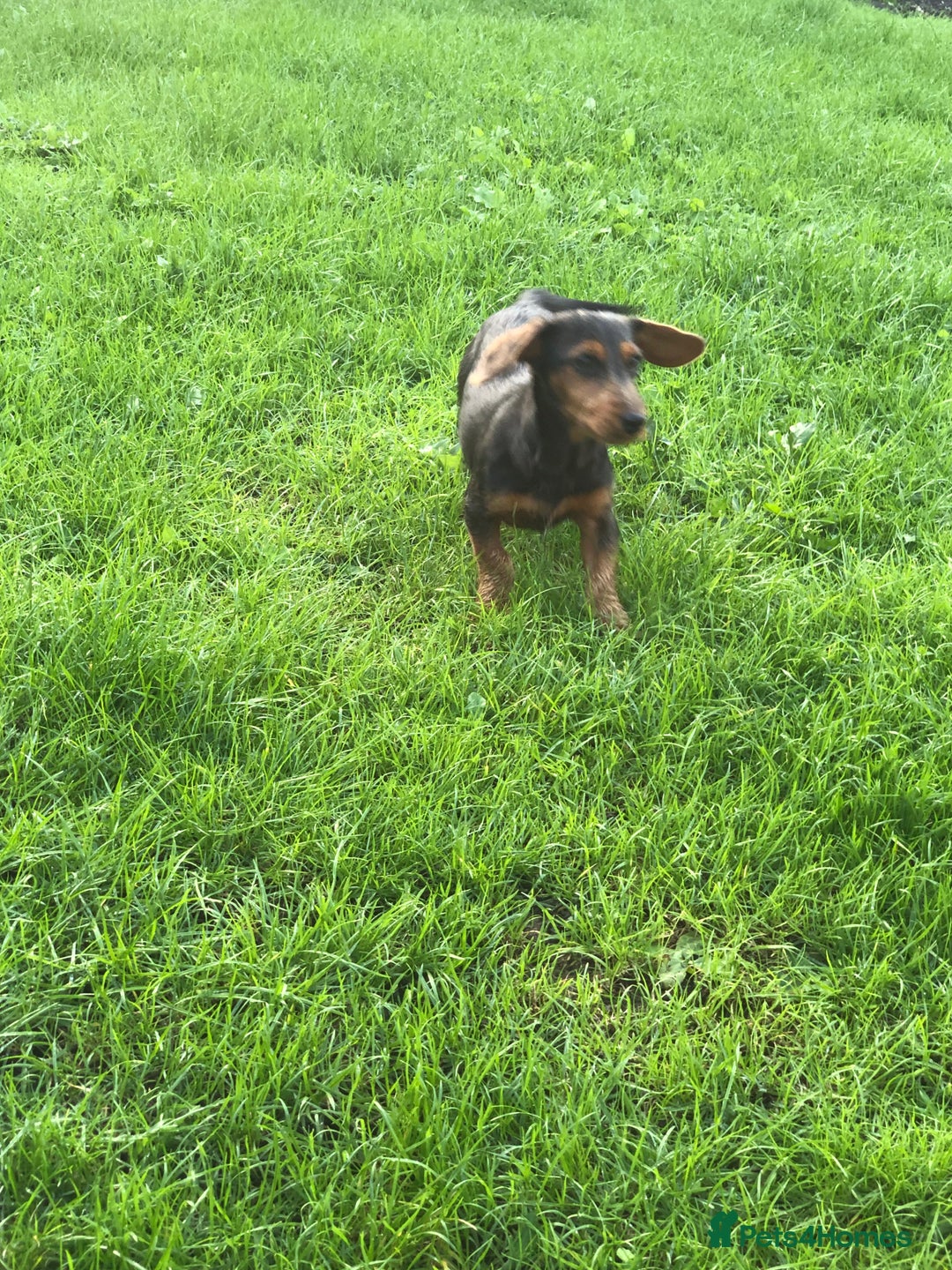 Mixed Breed dogs for sale: Dachshund cross Yorkshire terrier female  - Image 3