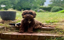Cockapoo dogs for sale: ✨ Gorgeous Cockapoo Puppies ✨ - Image 22