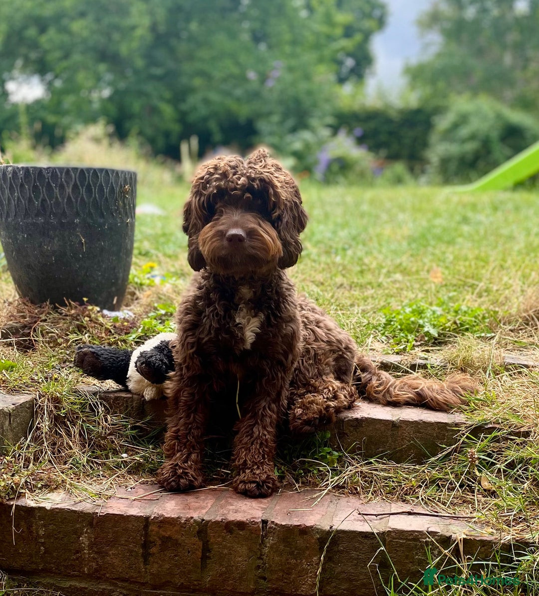 Cockapoo dogs for sale: ✨ Gorgeous Cockapoo Puppies ✨ - Image 22