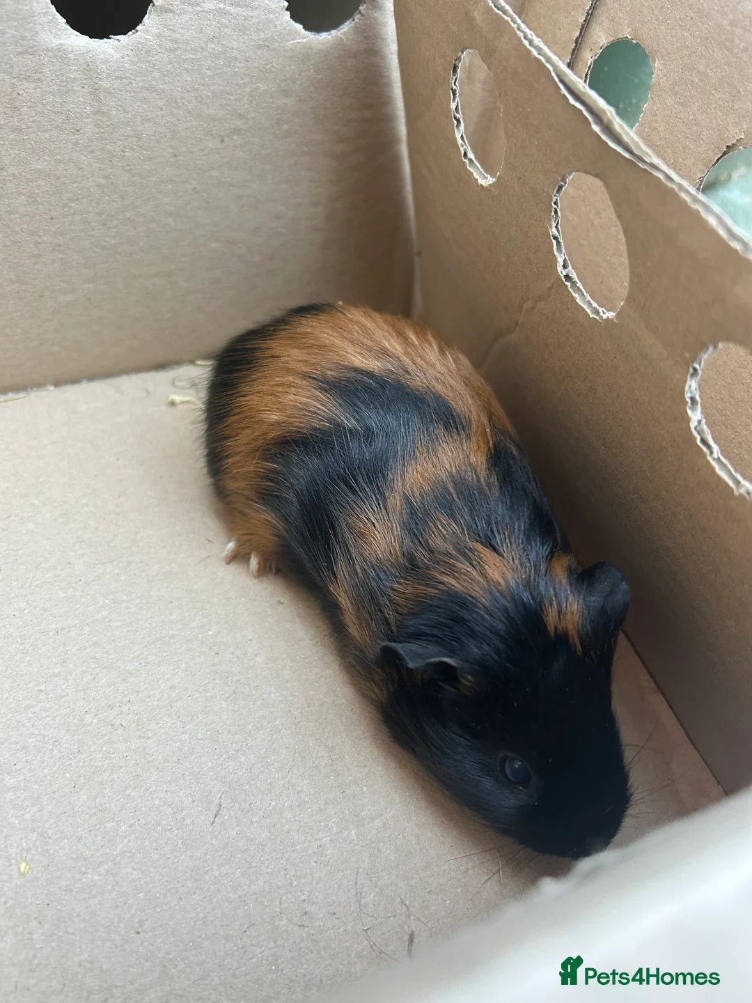 Guinea Pig rodents for sale: 4 male guinea pigs - Advert 2