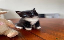 Mixed Breed cats for sale: 2 Adorable Kittens For Sale  - Image 6