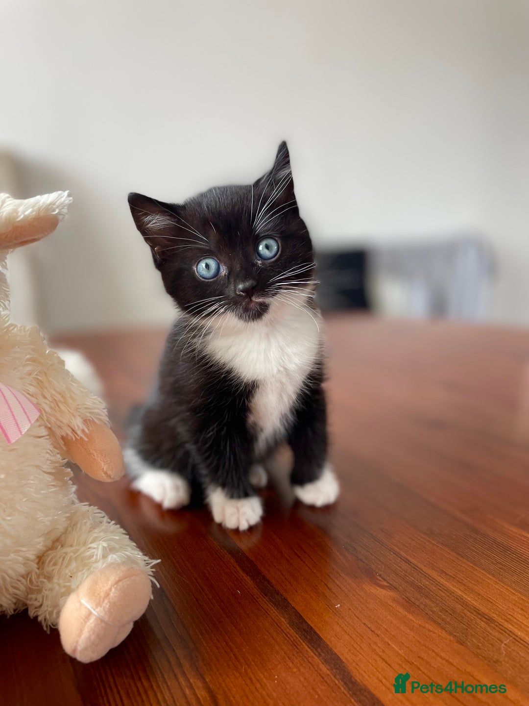 Mixed Breed cats for sale: 2 Adorable Kittens For Sale  - Image 6