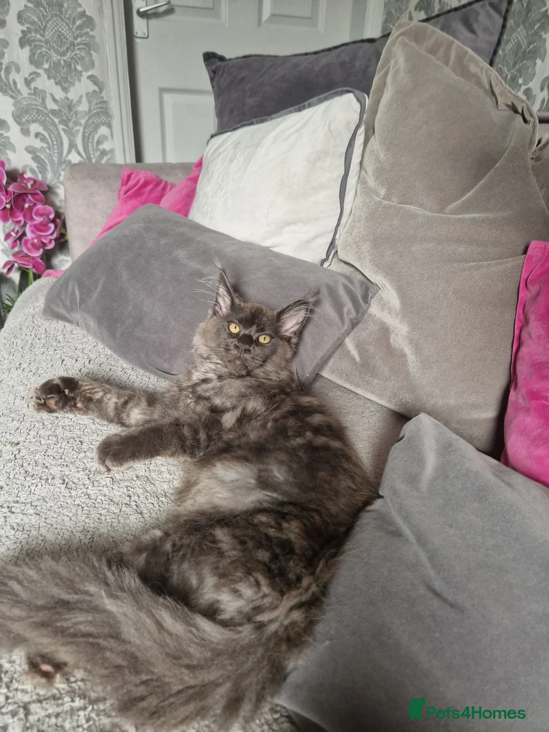 Maine Coon cats for sale: Polydactal male tica registered  - Advert 2