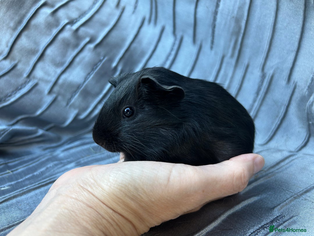 Guinea Pig rodents for sale: Baby boars  - Image 3