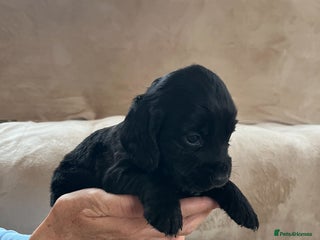 Cocker Spaniel dogs - Advert 27