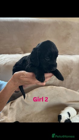 Cocker Spaniel dogs - Advert 4