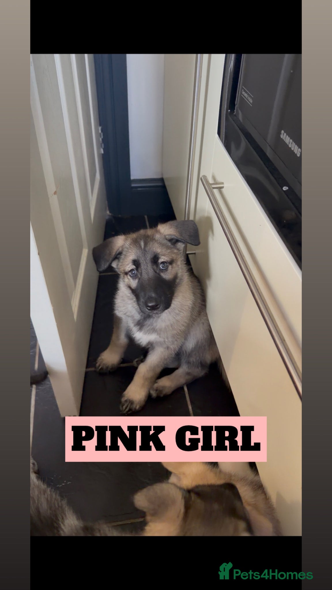 Shepsky dogs READY TO LEAVE German Shepherd cross Husky Puppies - Advert 18