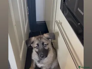 Shepsky dogs READY TO LEAVE German Shepherd cross Husky Puppies - Advert 18