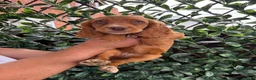 Cocker Spaniel dogs for sale: Beautiful Chunky Golden Cocker Spaniel Puppies.  - Advert 15