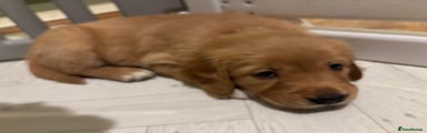Golden Retriever Puppy 4