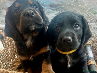 Cocker Spaniel dogs KC Registered Working Cocker Spaniel - Advert 7