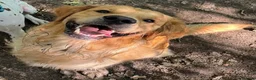 Golden Retriever dogs for stud: Registered Golden Retriever Stud Available in Bideford - Advert 4