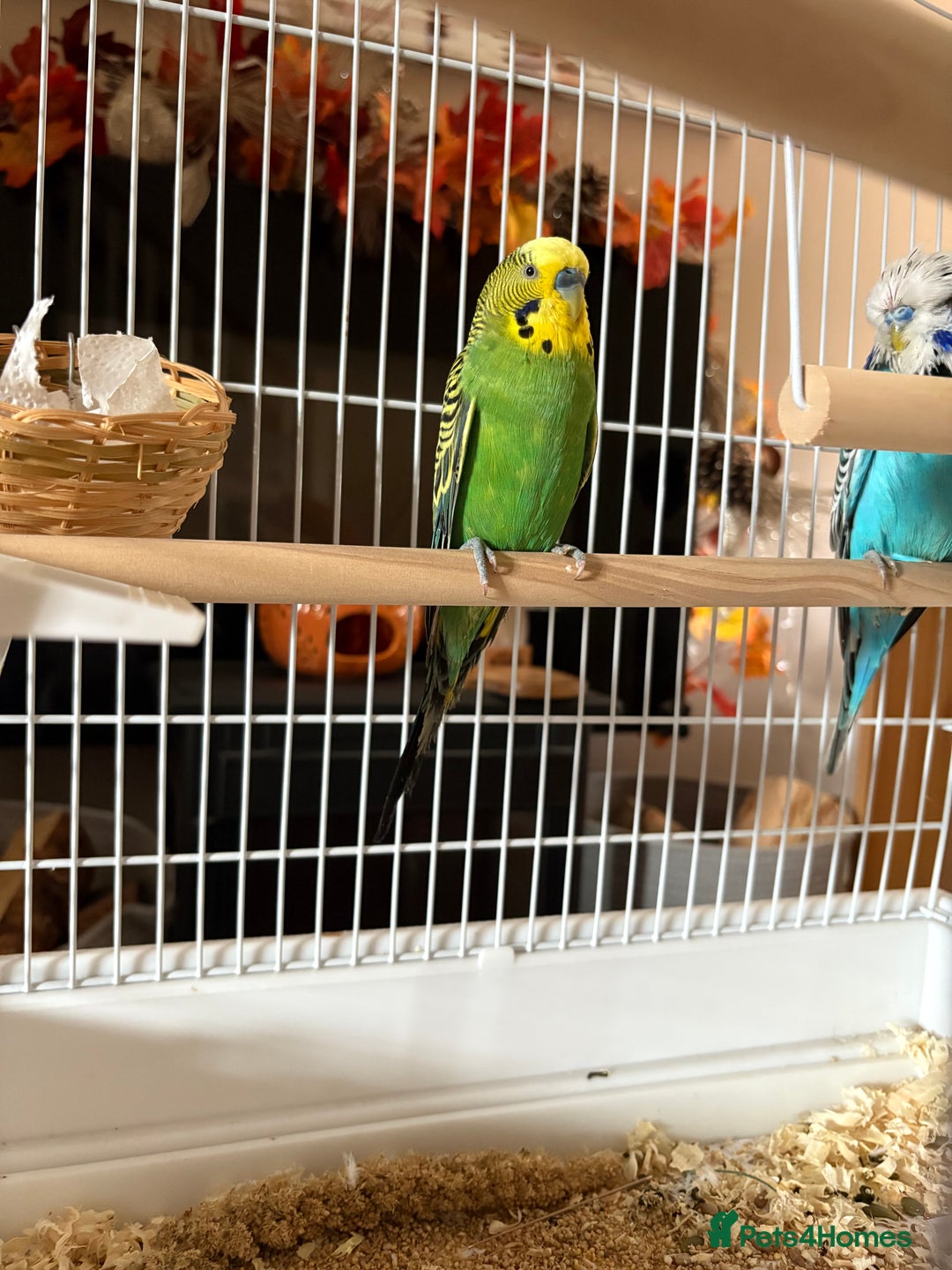 Budgerigars birds for sale: 🟡💚 Young Budgie for Sale  - Image 3