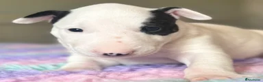 Rosie