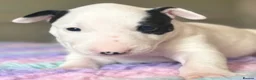 English Bull Terrier dogs for sale: TWO BEAUTIFUL GIRLS READY TO LEAVE  - Advert 6