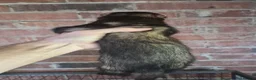 Ferret rodents for sale: Ferrets European polecat hob and polecat jill  - Advert 6