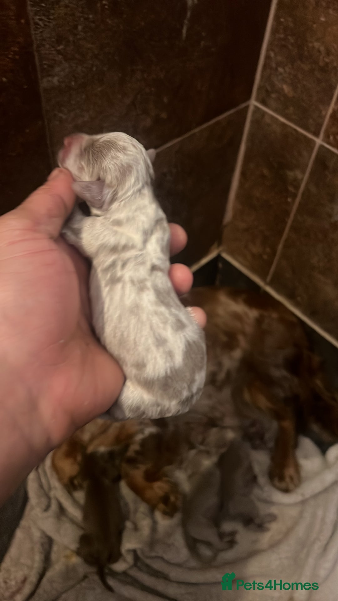 Miniature Dachshund dogs for sale: 5 long hair miniature dachshund  - Image 8
